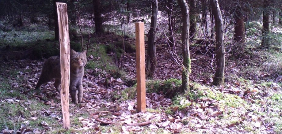 Wildkatze Schlitzerland 2015 03 07 - 02 (Foto Karlo Joerg).JPG