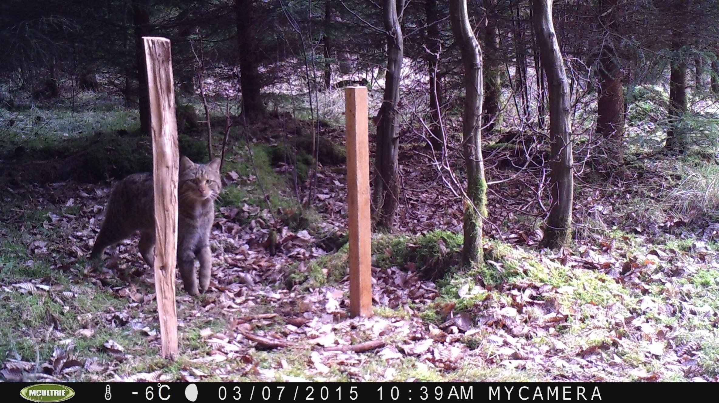 Wildkatze Schlitzerland 2015 03 07 - 02 (Foto Karlo Joerg).JPG