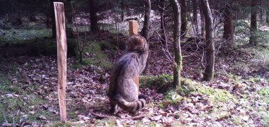 Wildkatze Schlitzerland 2015 03 07 - 20 (Foto Karlo Joerg).JPG